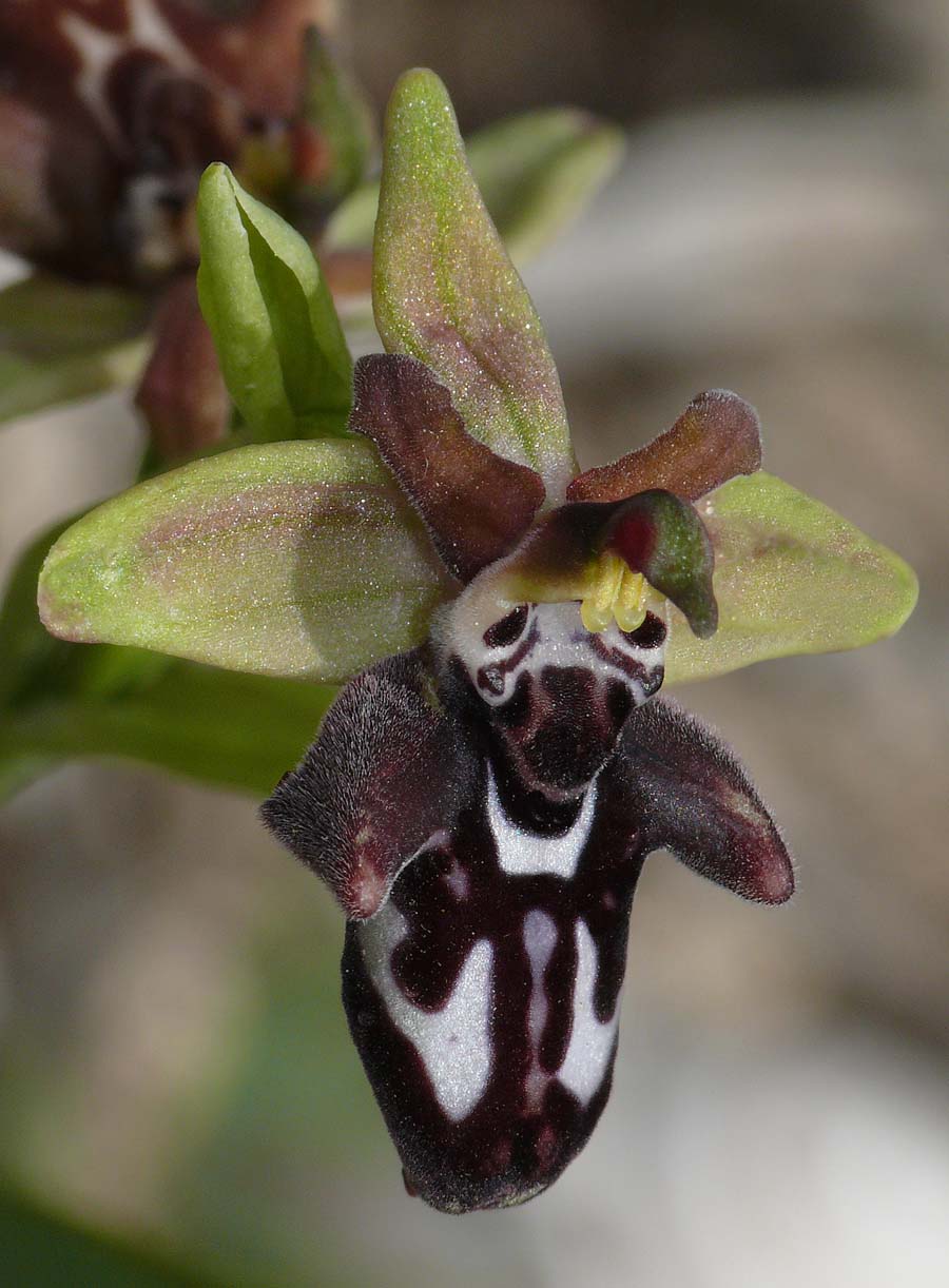 Ophrys cretica ssp bicornuta